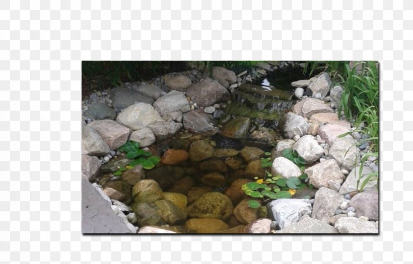 Pond Fauna, PNG, 835x535px, Pond, Fauna, Grass, Pebble, Rock Download Free