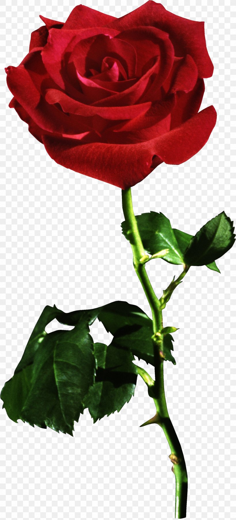 Rose Desktop Wallpaper Stock Photography, PNG, 1858x4095px, Rose, China Rose, Cut Flowers, Floribunda, Floristry Download Free