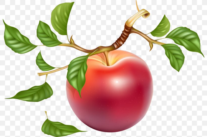 Against His Will Label Sticker, PNG, 800x545px, Against His Will, Acerola, Acerola Family, Apple, Branch Download Free