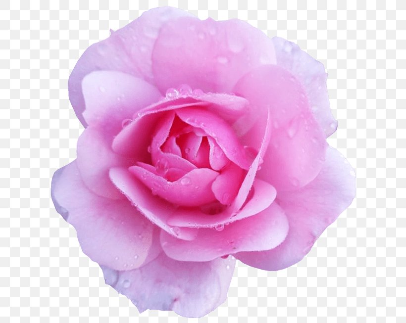 Flower Rose Pink Desktop Wallpaper Clip Art, PNG, 624x653px, Flower, Camellia, China Rose, Color, Cut Flowers Download Free