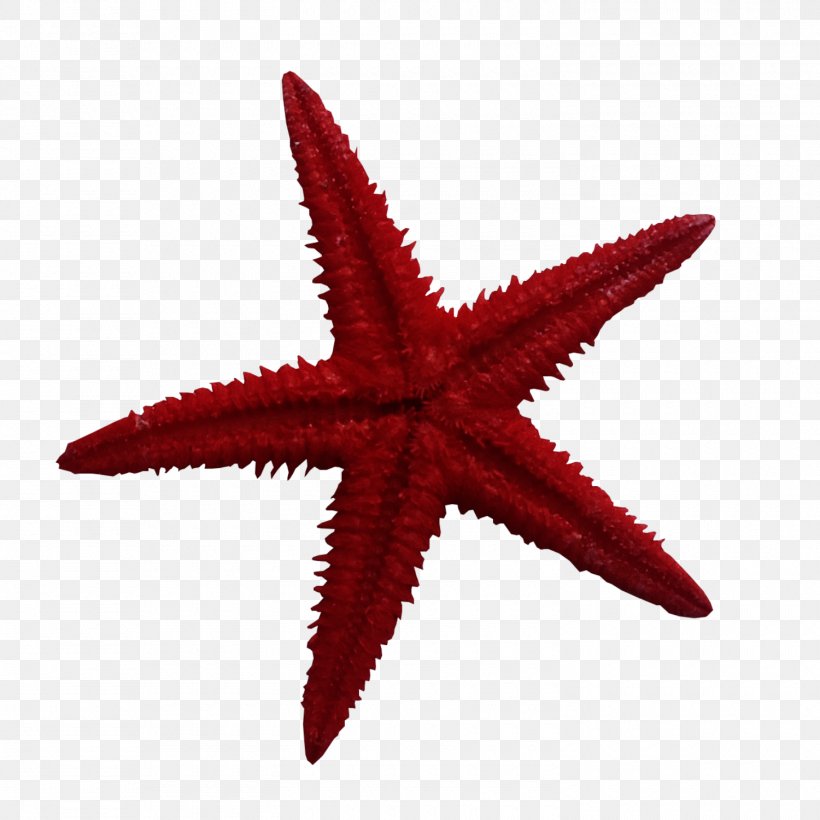 Icon, PNG, 1500x1500px, Embroidery, Drawing, Echinoderm, Invertebrate, Marine Invertebrates Download Free