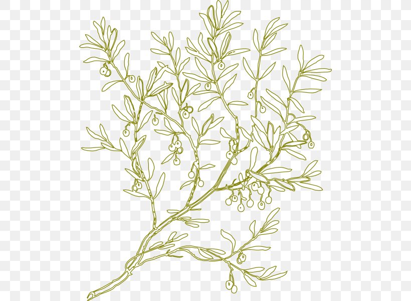 Olive Clip Art, PNG, 504x600px, Olive, Branch, Flora, Flower, Flowering Plant Download Free