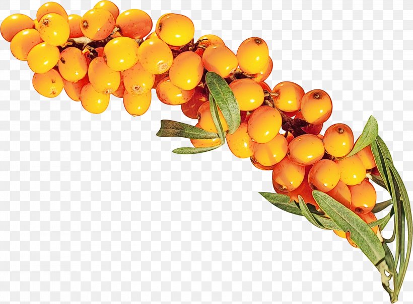 Orange Flower, PNG, 3000x2217px, Sea Buckthorn Oil, Berry, Buckthorn, Flower, Food Download Free