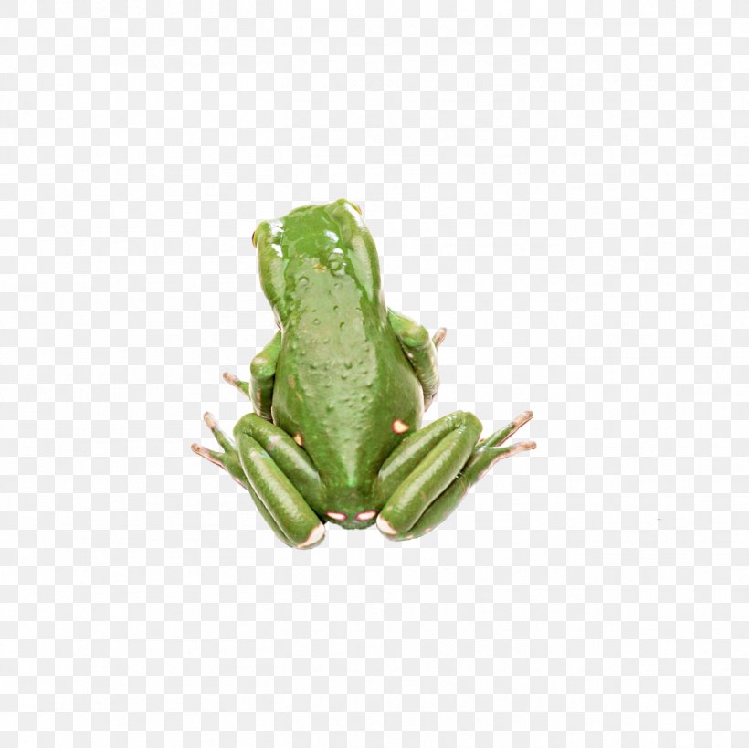 Tree Frog Amphibian Toad, PNG, 1361x1361px, Frog, Amphibian, Animal, Australian Green Tree Frog, European Green Toad Download Free