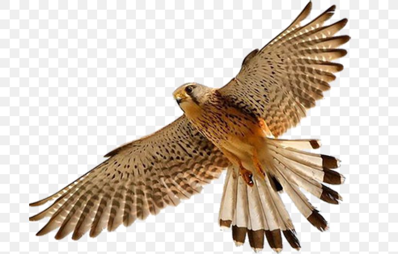 Bird Falcon, PNG, 700x525px, Bird, Accipitriformes, Beak, Bird Of Prey, Eagle Download Free