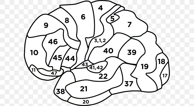 Brodmann Area 4 Brain Primary Motor Cortex Neuroscience, PNG, 617x450px, Watercolor, Cartoon, Flower, Frame, Heart Download Free