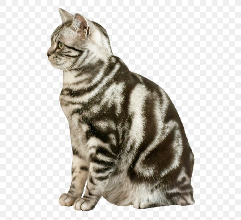 Cat Download Computer File, PNG, 750x750px, Cat, American Bobtail, American Shorthair, American Wirehair, Asian Download Free