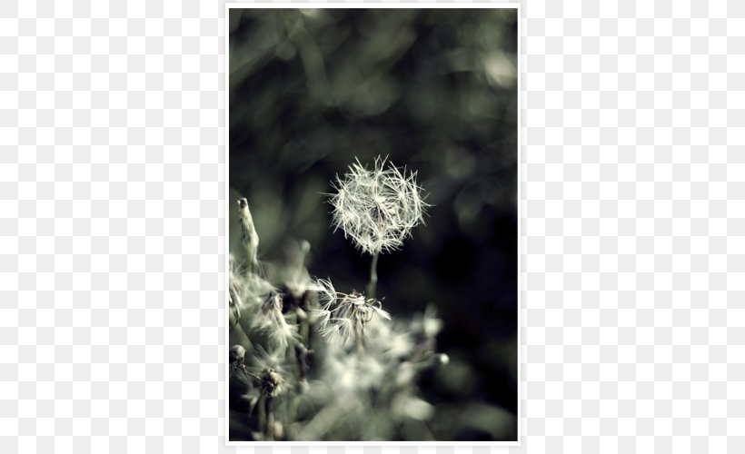 Close-up Stock Photography Dandelion Flower Plant, PNG, 500x500px, Closeup, Dandelion, Flora, Flower, Photography Download Free