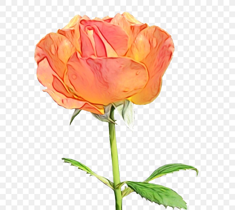 Garden Roses, PNG, 600x736px, Watercolor, Bud, Cabbage Rose, Cut Flowers, Floribunda Download Free