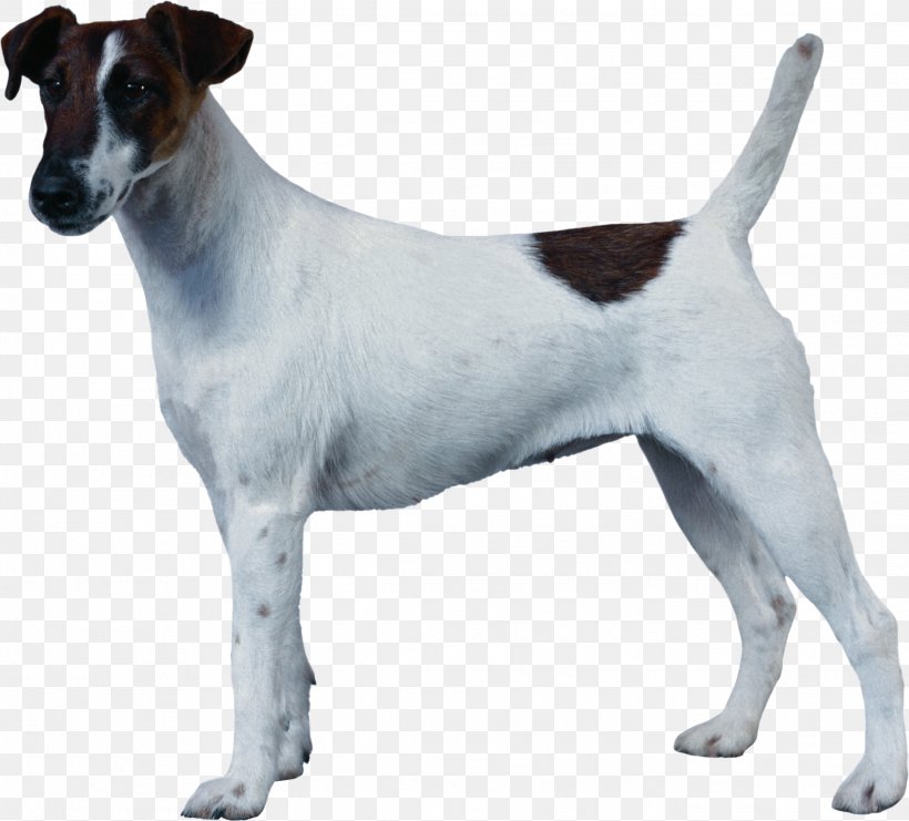 Jack Russell Terrier Smooth Fox Terrier Miniature Fox Terrier Tenterfield Terrier Chilean Terrier, PNG, 2231x2017px, Jack Russell Terrier, Animal, Carnivoran, Chilean Terrier, Companion Dog Download Free