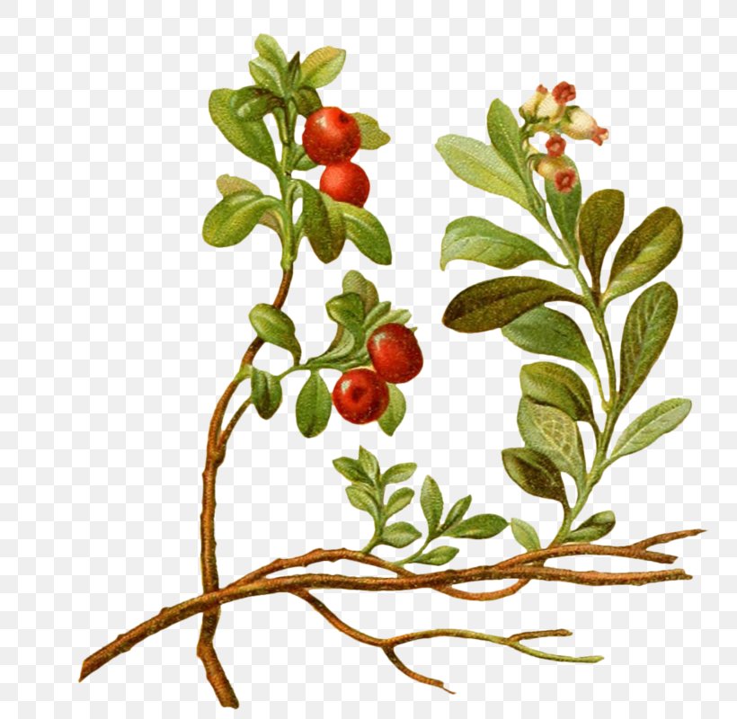 Lingonberry Vaccinium Macrocarpon Cherry Tree Plant, PNG, 799x800px, Lingonberry, Aquifoliaceae, Bearberry, Berry, Botanical Illustration Download Free