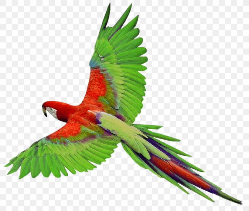 Parrots Of New Guinea Bird Clip Art, PNG, 1022x868px, Parrot, Beak, Bird, Color, Common Pet Parakeet Download Free