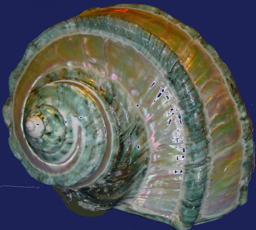 Sea Snail Mollusc Shell Seashell Conch, PNG, 1137x1024px, Snail, Abalone, Clams Oysters Mussels And Scallops, Cockle, Conch Download Free