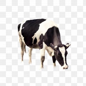 Cow Images, Cow Transparent PNG, Free download