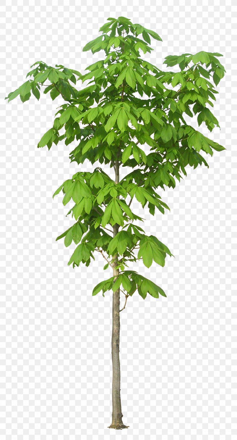 Kapok Tree, PNG, 1350x2500px, Kapok Tree, Branch, Ceiba, Computer Graphics, Flowerpot Download Free