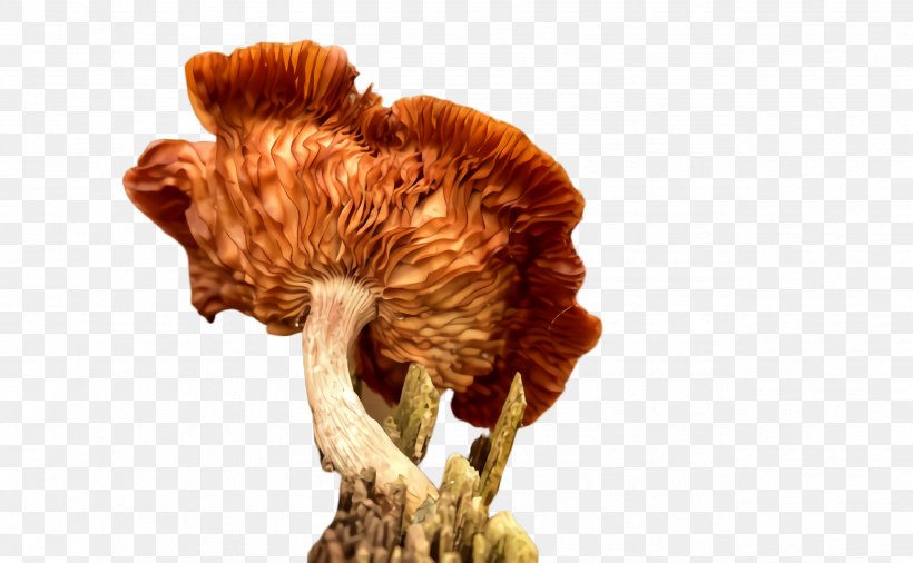 Mushroom Plant Fungus, PNG, 2544x1572px, Mushroom, Fungus, Plant Download Free