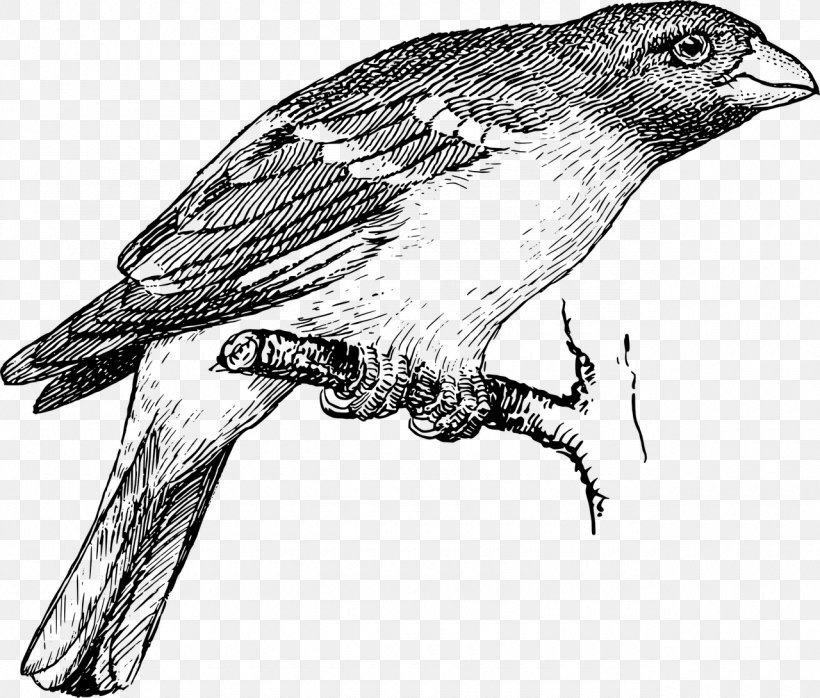Drawing Birds Sketch, PNG, 1280x1090px, Bird, American Sparrows, Artwork, Beak, Biology Download Free