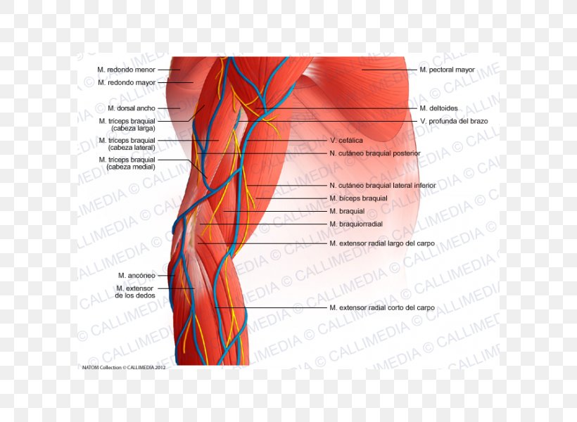 Forearm Elbow Muscle Anatomy, PNG, 600x600px, Watercolor, Cartoon, Flower, Frame, Heart Download Free