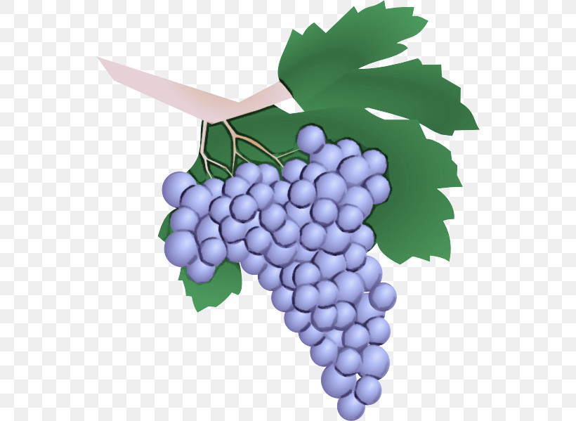 Grape Grape Leaves Grapevine Family Seedless Fruit Vitis, PNG, 546x599px, Grape, Berry, Fruit, Grape Leaves, Grapevine Family Download Free