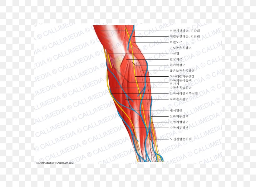 Hand Nerve Muscle Forearm Anatomy, PNG, 600x600px, Watercolor, Cartoon, Flower, Frame, Heart Download Free