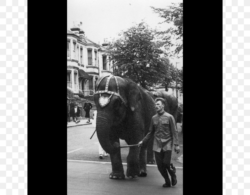 Indian Elephant African Elephant Horse Pack Animal Mammal, PNG, 640x640px, Indian Elephant, African Elephant, Black And White, Curtiss C46 Commando, Elephant Download Free