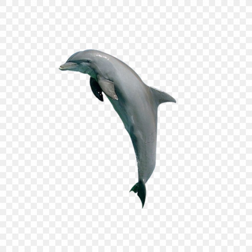 Tucuxi Common Bottlenose Dolphin Porpoise Killer Whale, PNG, 1500x1500px, Tucuxi, Animal, Beak, Bottlenose Dolphin, Common Bottlenose Dolphin Download Free