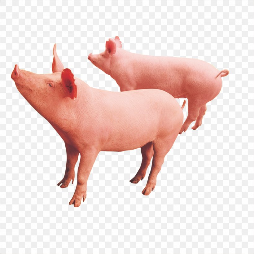 Livestock Download, PNG, 1773x1773px, Livestock, Chart, Domestic Pig, Mammal, Material Download Free