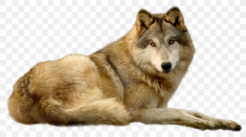 Saarloos Wolfdog Czechoslovakian Wolfdog Kunming Wolfdog Coyote Greenland Dog, PNG, 2500x1400px, Saarloos Wolfdog, Alaskan Tundra Wolf, Animal, Canidae, Canis Download Free