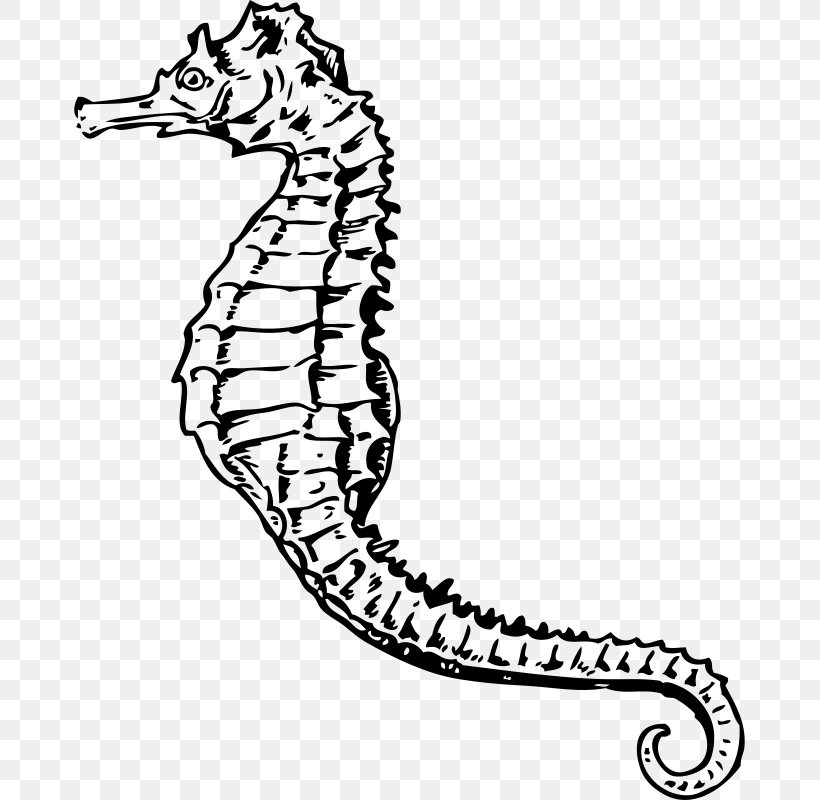 Seahorse Clip Art, PNG, 671x800px, Seahorse, Area, Artwork, Black And White, Drawing Download Free