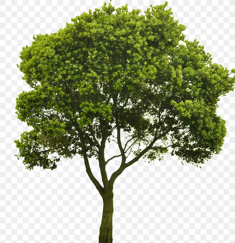Choosing Small Trees American Sycamore Shrub, PNG, 1248x1293px, Choosing Small Trees, American Sycamore, Branch, Landscape Architecture, Oak Download Free