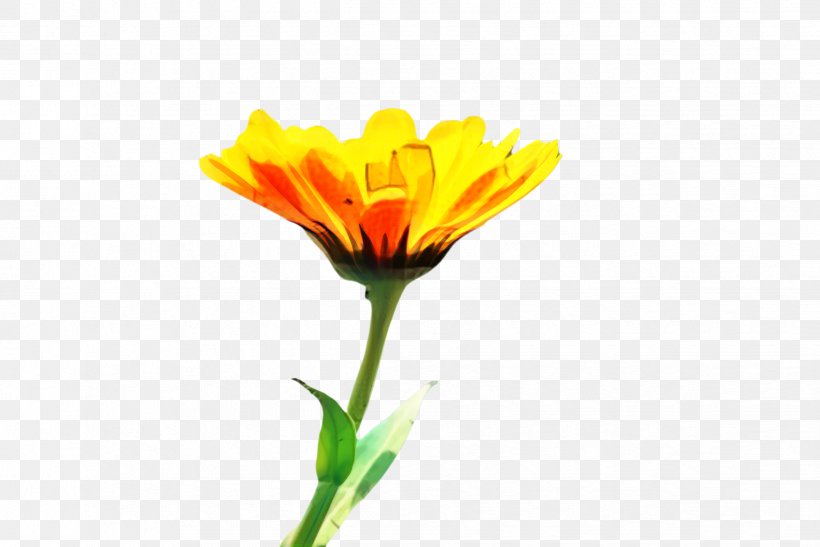Flower Field, PNG, 2444x1632px, Marigold, Bloom, Blossom, Bud, Calendula Download Free