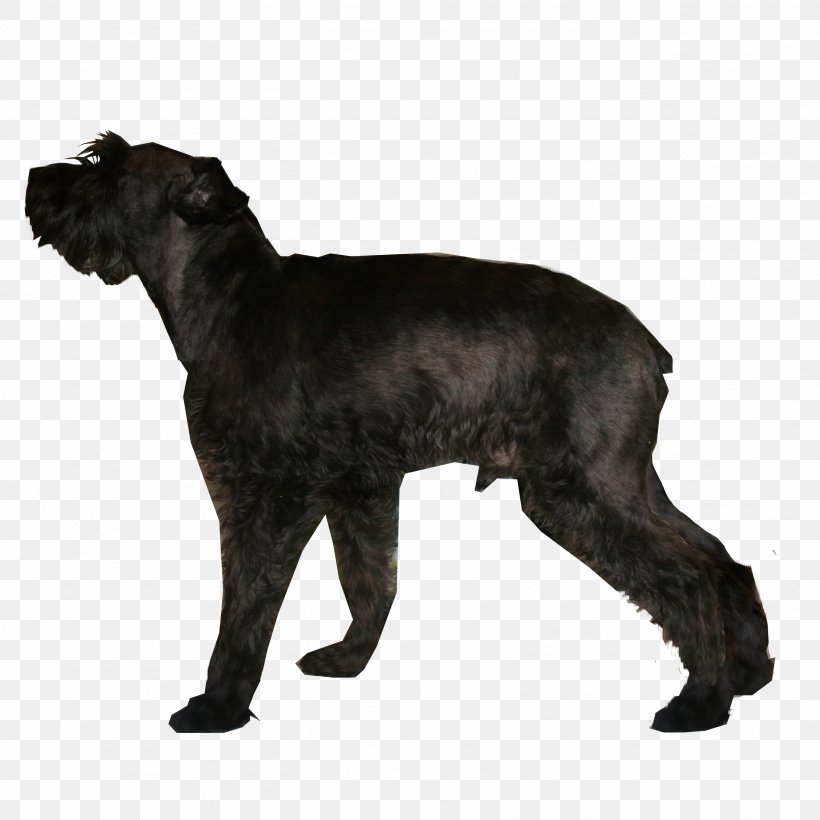 Giant Schnauzer Miniature Schnauzer Standard Schnauzer Dog Breed Miniature Pinscher, PNG, 2592x2592px, Giant Schnauzer, Breed, Carnivoran, Dog, Dog Breed Download Free