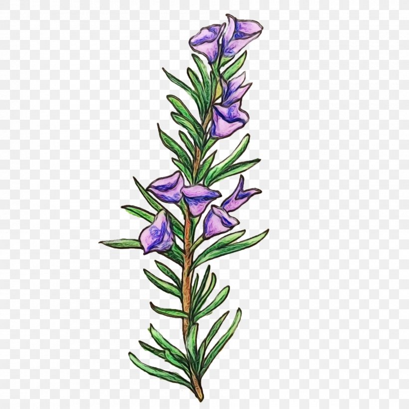 Watercolor Flower Background, PNG, 1800x1800px, Watercolor, Bellflower, Bellflower Family, Botany, Common Sage Download Free