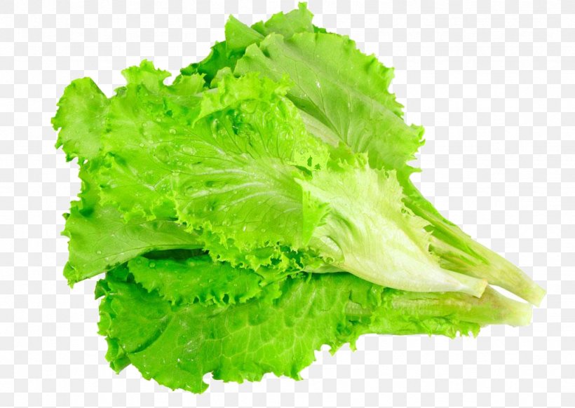 Romaine Lettuce Stock Photography Clip Art, PNG, 1024x728px, Lettuce, Endive, Food, Free Content, Herb Download Free