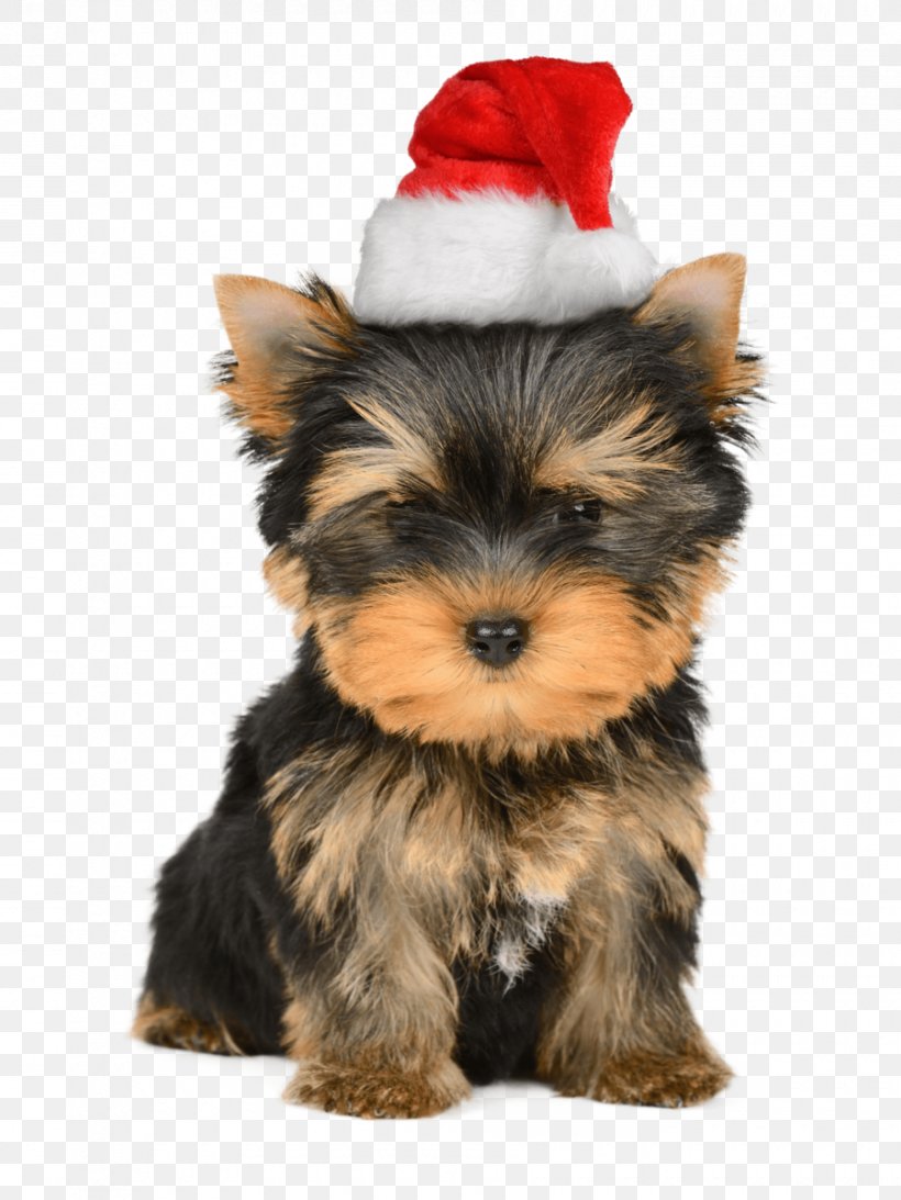 Yorkshire Terrier Puppy Santa Claus Christmas Card, PNG, 900x1200px, Yorkshire Terrier, Australian Silky Terrier, Australian Terrier, Biewer Terrier, Carnivoran Download Free