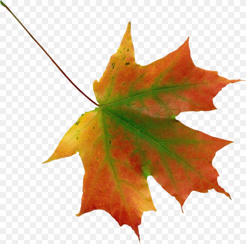 Autumn Leaf Color, PNG, 1088x1080px, Autumn Leaf Color, Autumn, Image File Formats, Image Resolution, Leaf Download Free