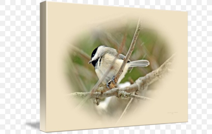 Finches Wren Insect Fauna Beak, PNG, 650x517px, Finches, Beak, Bird, Fauna, Feather Download Free
