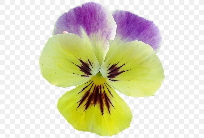 Pansy Violet Close-up, PNG, 516x555px, Pansy, Closeup, Flower, Flowering Plant, Petal Download Free