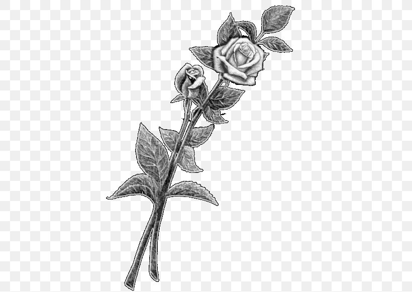 Rose Family Twig Plant Stem Leaf, PNG, 453x581px, Rose Family, Artwork, Black And White, Body Jewellery, Body Jewelry Download Free