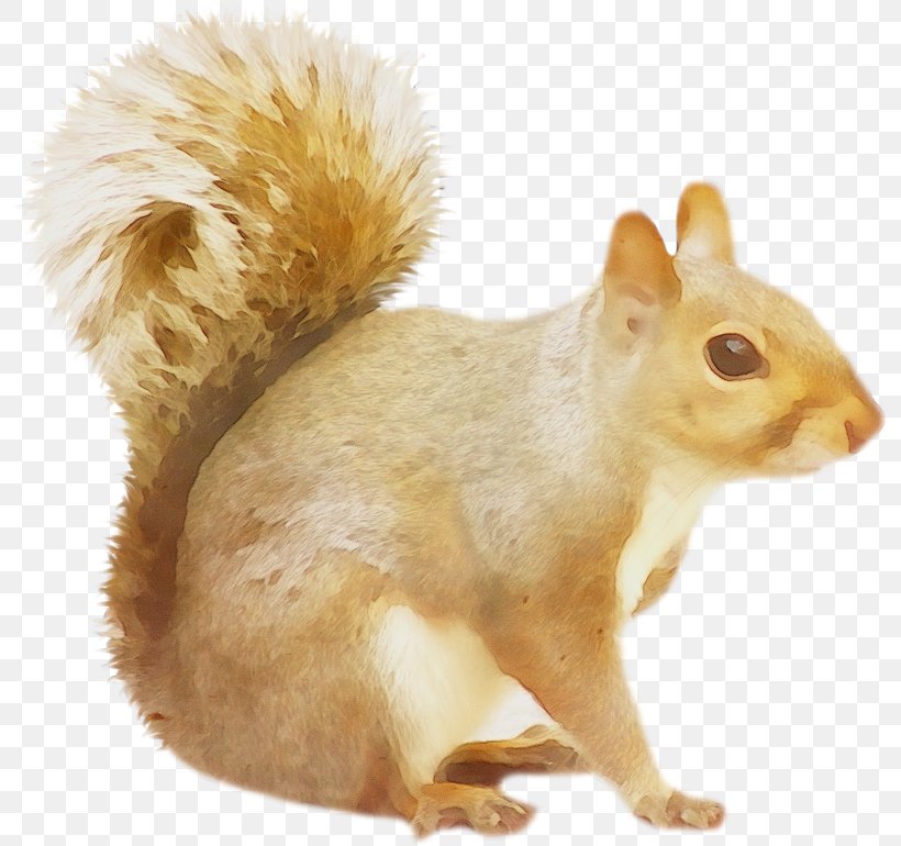 Squirrel Cartoon, PNG, 800x770px, Watercolor, American Red Squirrel, Animal Figure, Chipmunk, Eastern Chipmunk Download Free