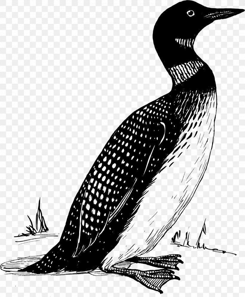T-shirt Bird Common Loon Clip Art, PNG, 1961x2379px, Tshirt, Autocad Dxf, Beak, Bird, Black And White Download Free