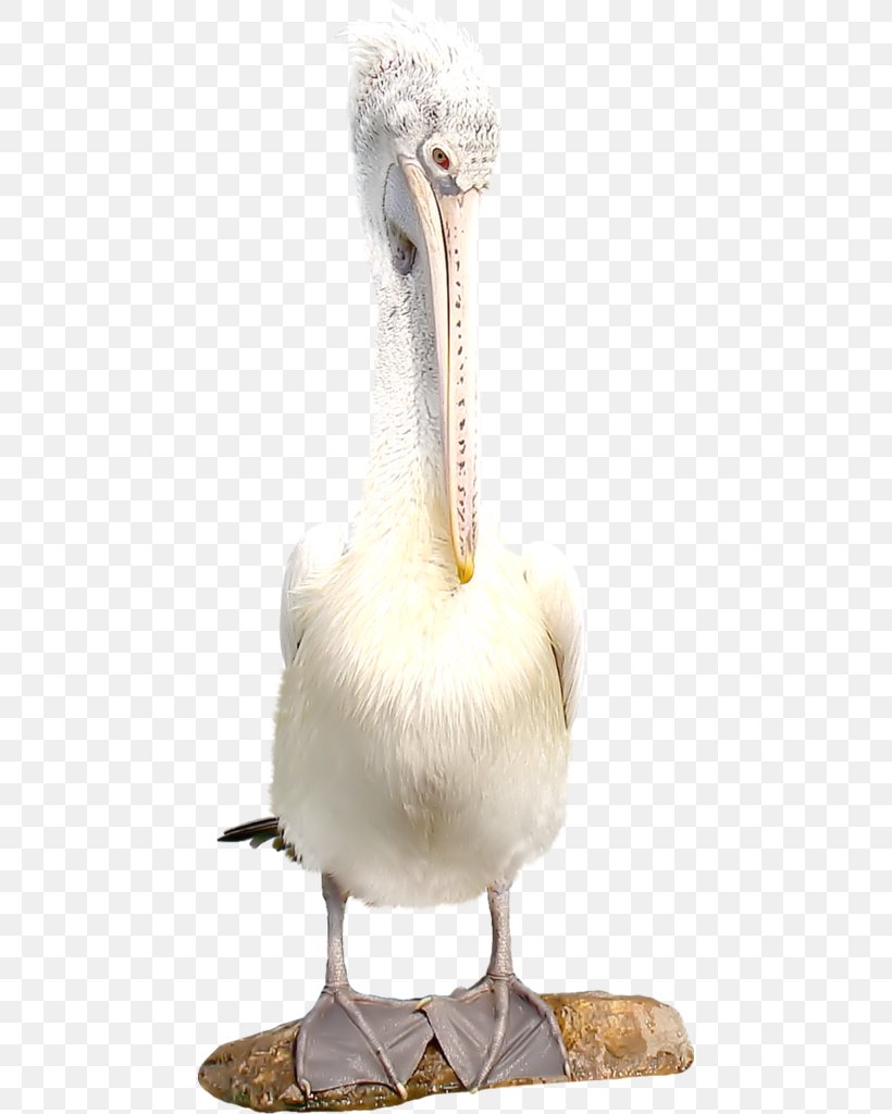 Bird Flamingos Parrot Clip Art, PNG, 456x1024px, Bird, Beak, Fauna, Flamingos, Hornbill Download Free