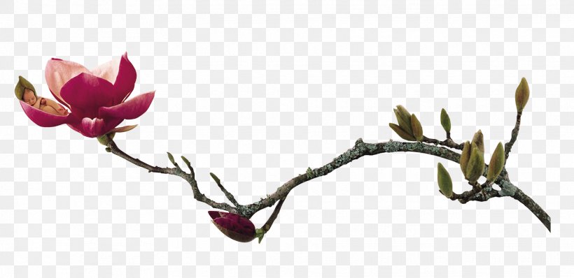 China Lichun Qingming Flower, PNG, 1867x908px, China, Blossom, Branch, Coreldraw, Flower Download Free