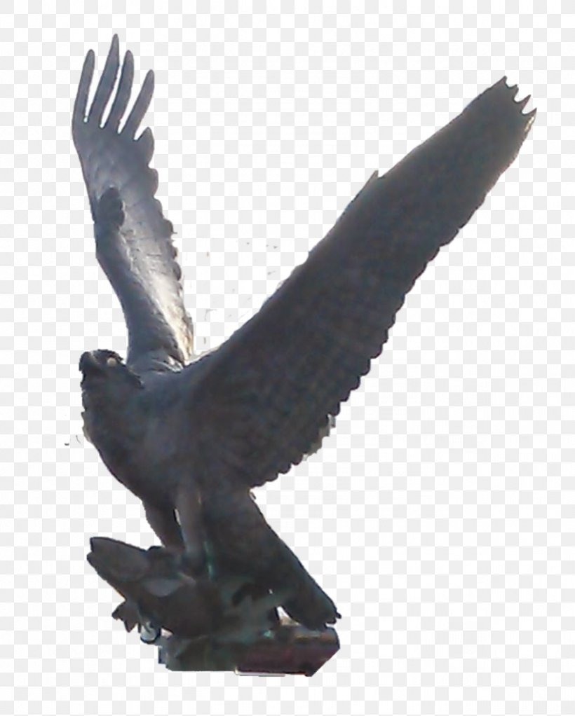 Eagle Common Buzzard Hawk Fauna, PNG, 821x1024px, Eagle, Accipitriformes, Beak, Bird, Bird Of Prey Download Free