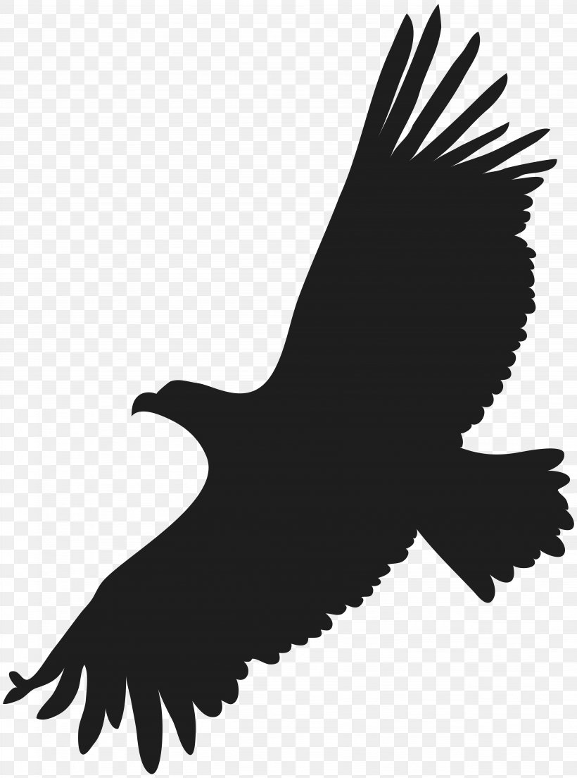 Bald Eagle Clip Art, PNG, 5941x8000px, Bald Eagle, Accipitriformes, Beak, Bird, Bird Of Prey Download Free