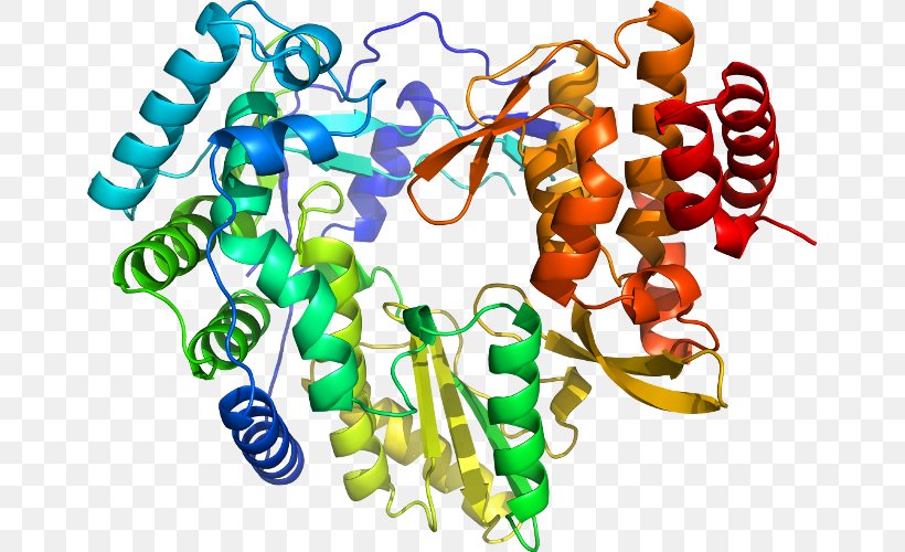 CAPN1 Calpain-1 Protein PSEN2, PNG, 661x500px, Watercolor, Cartoon, Flower, Frame, Heart Download Free