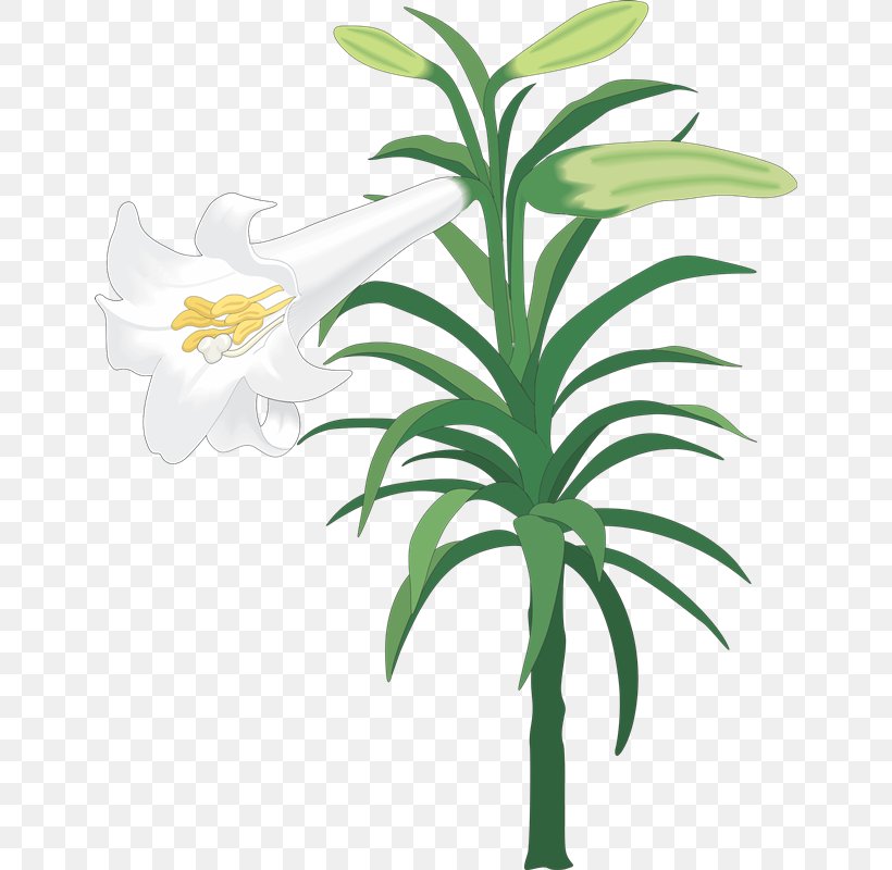 Easter Lily Clip Art Illustration Image Vector Graphics, PNG, 646x800px, Easter Lily, Art, Computer Graphics, Cut Flowers, Easter Download Free