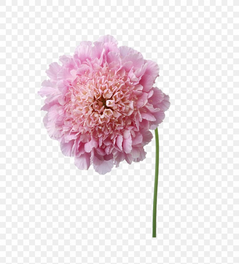 Flower, PNG, 822x907px, Flower, Artificial Flower, Blossom, Chrysanths, Cut Flowers Download Free