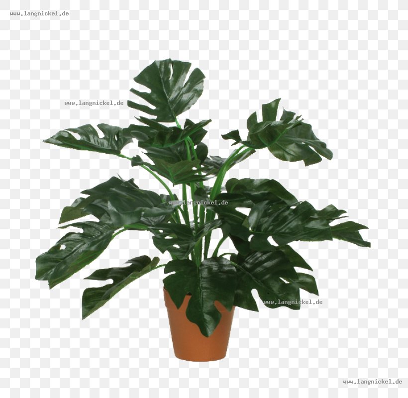 Houseplant Fuchsia Green Tree, PNG, 800x800px, Houseplant, Flowerpot, Fuchsia, Green, Herb Download Free