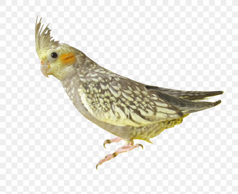 Parrot Parrot Bird Download, PNG, 2700x2200px, Parrot, Beak, Bird, Cockatiel, Common Pet Parakeet Download Free